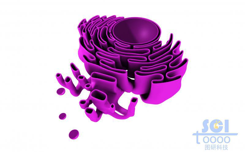 細(xì)胞核與內(nèi)質(zhì)網(wǎng)