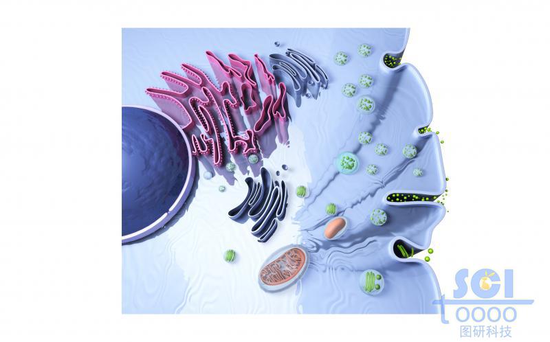 帶細胞核內(nèi)質(zhì)網(wǎng)高爾基體/細胞器的半切面細胞結(jié)構(gòu)