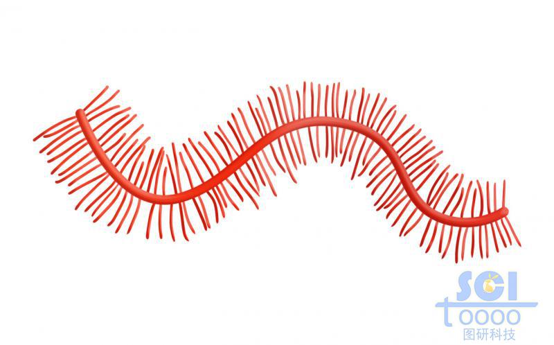 蛋白多糖聚集體
