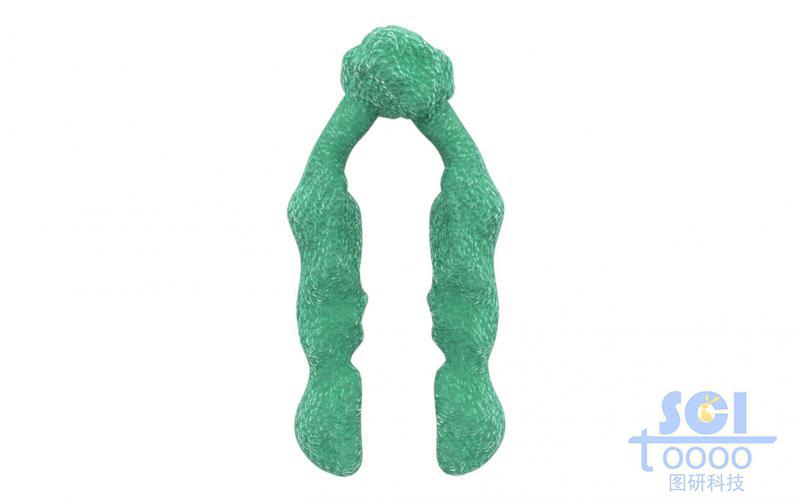 染色體結(jié)構(gòu)