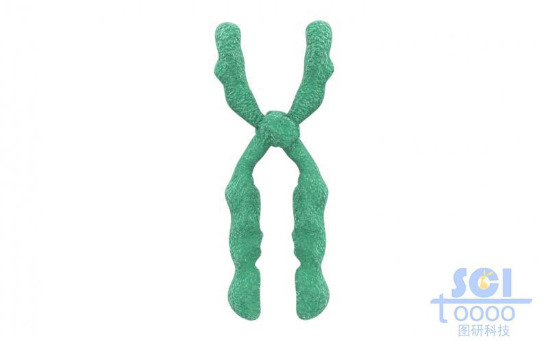 染色體結(jié)構(gòu)