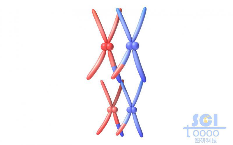 染色體結(jié)構(gòu)