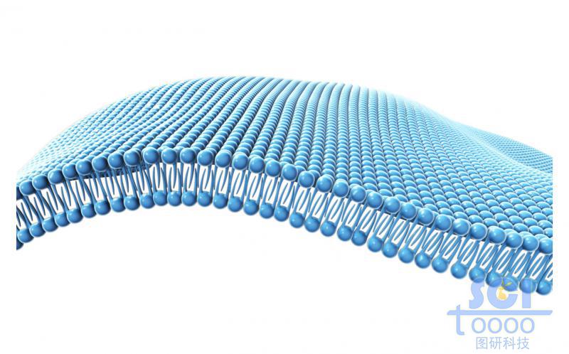 磷脂雙分子層/細胞膜