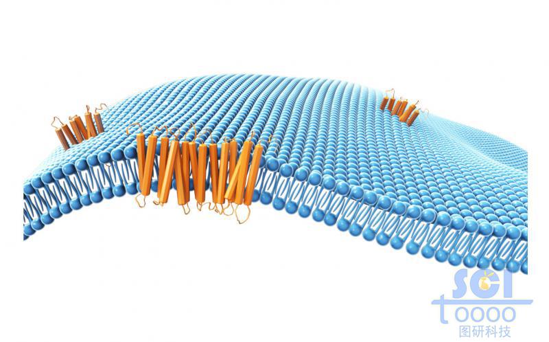 帶跨膜蛋白的磷脂雙分子層/細胞膜