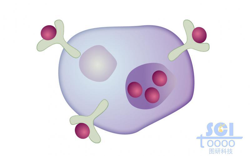 帶受體的自分泌細(xì)胞