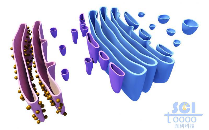 內(nèi)質(zhì)網(wǎng)與高爾基體