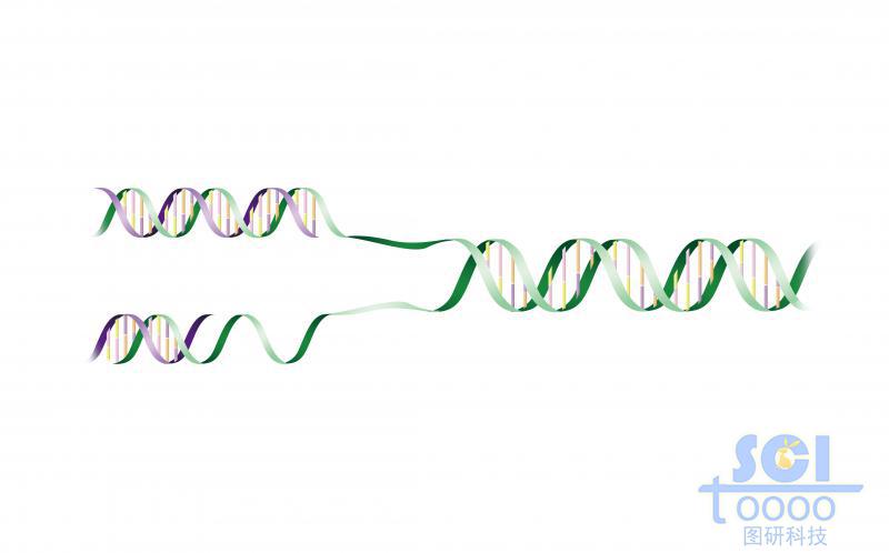帶堿基對的半解旋的DNA雙螺旋鏈