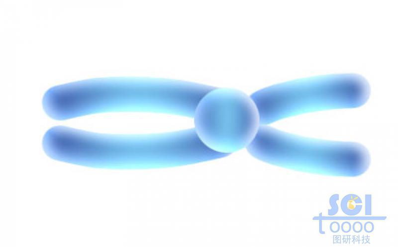 染色體結(jié)構(gòu)