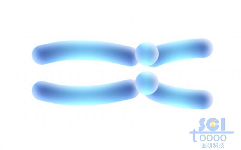 染色體結(jié)構(gòu)