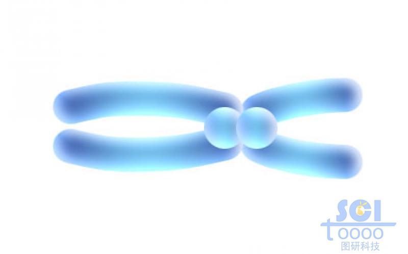 染色體結(jié)構(gòu)