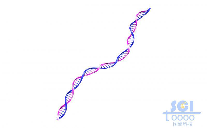 帶堿基對的DNA雙螺旋鏈