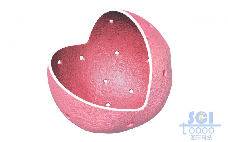 帶核孔的八分之一切口的細(xì)胞核
