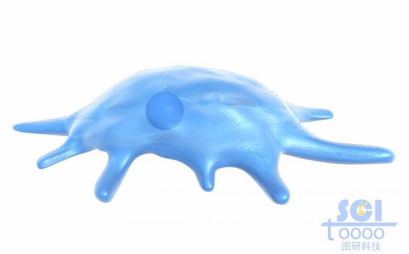 帶觸角細(xì)胞核的細(xì)胞單體