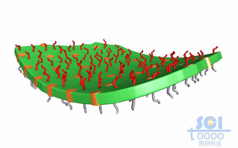 表面附著高分子鏈段的介孔納米片