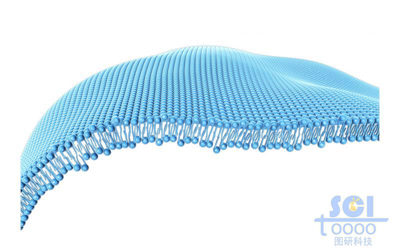 磷脂雙分子層/細胞膜