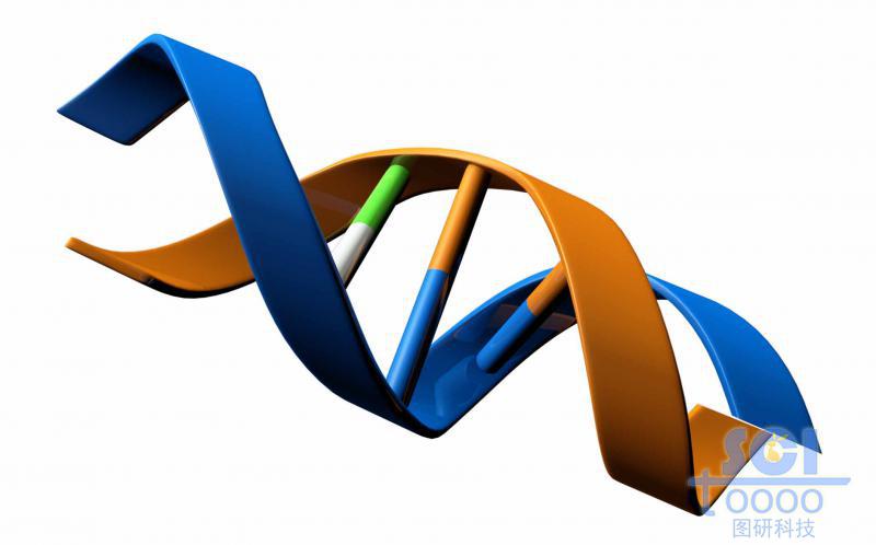 帶堿基對的DNA雙螺旋鏈