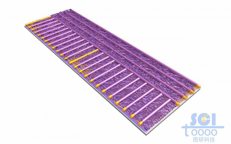 高分子鏈段堆積形成的兩種排布不同的疏水膜