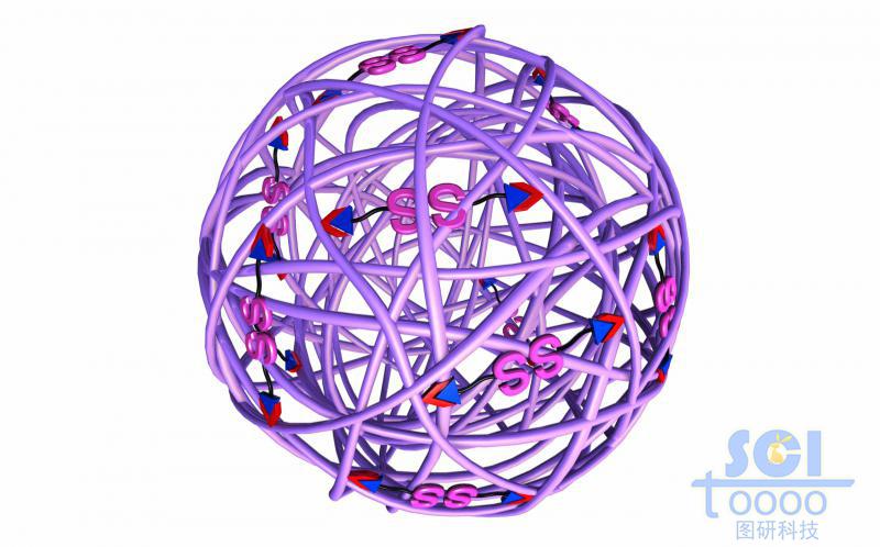高分子鏈段纏繞形成的籠架結(jié)構(gòu)表面帶硫硫ss雙鍵