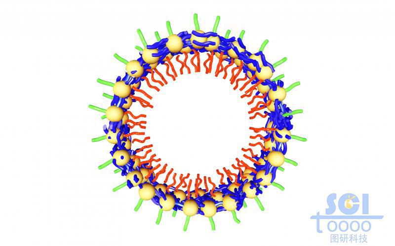 高分子鏈段向心團聚平面/切面/剖面示意圖