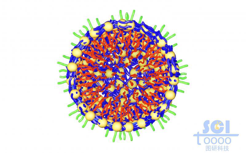 高分子鏈段向心團聚平面/切面/剖面示意圖
