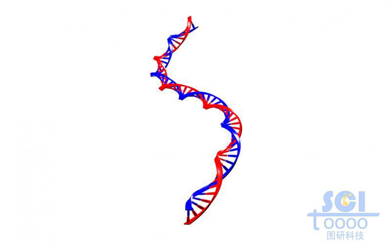 帶堿基對的DNA雙螺旋鏈