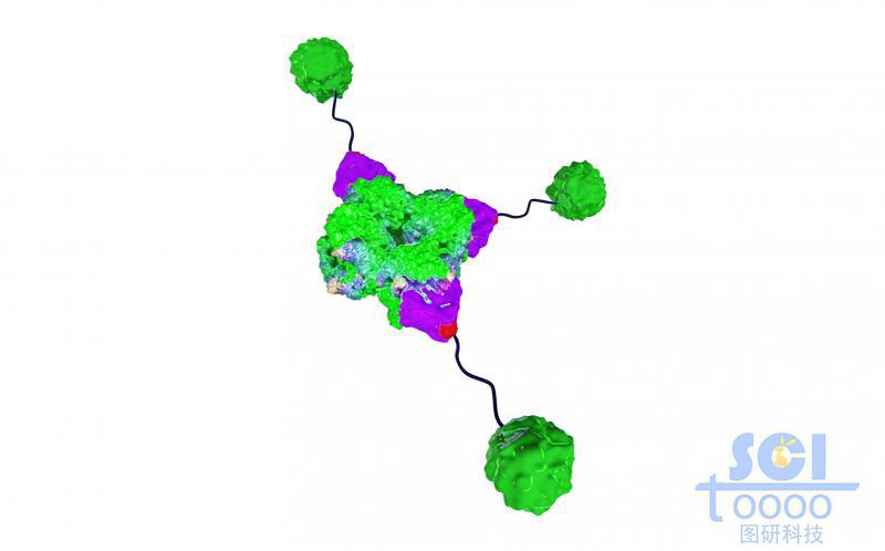 加了配體的蛋白結(jié)構(gòu)