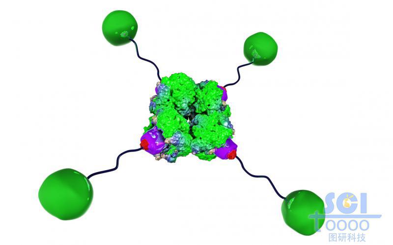 加了配體的蛋白結(jié)構(gòu)