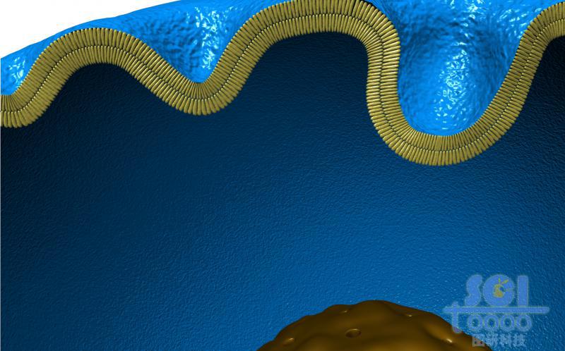 帶內(nèi)吞口的細胞膜結(jié)構(gòu)