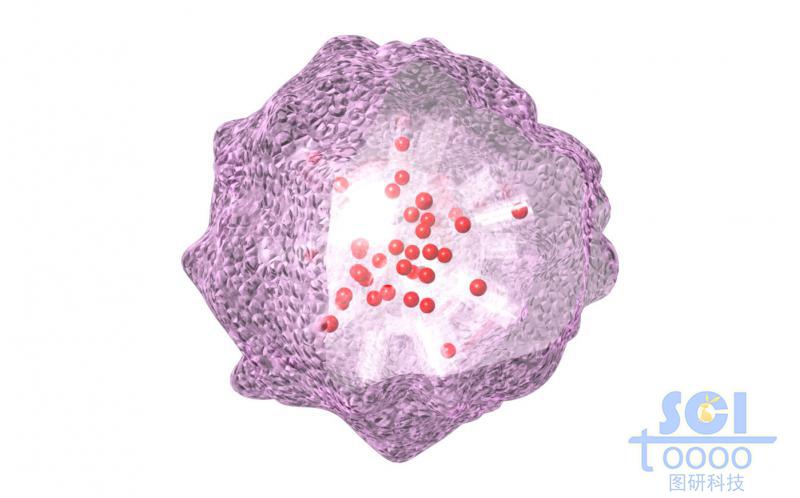表面有免疫細胞偽裝層的納米藥物