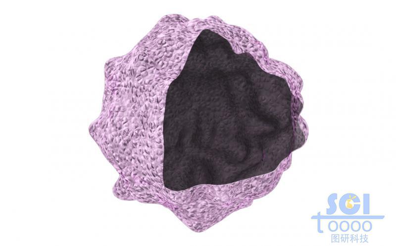 帶切口的免疫細(xì)胞