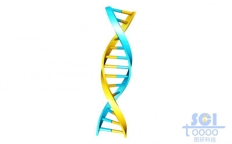 帶堿基對的DNA雙螺旋鏈