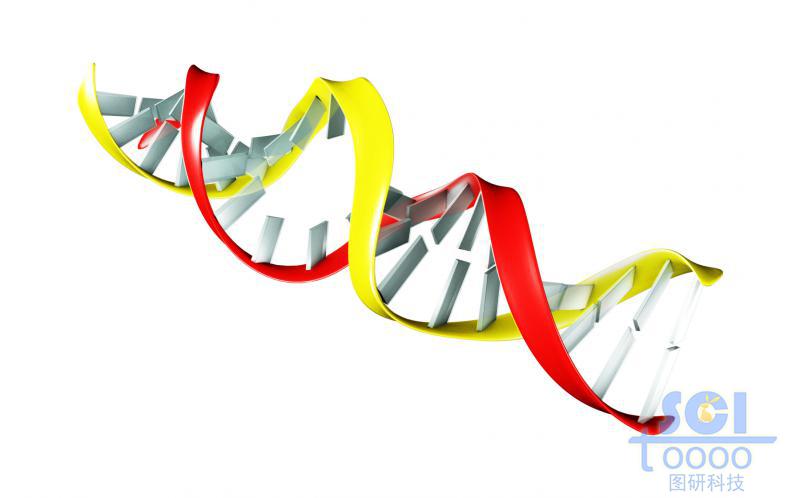 帶堿基對的DNA雙螺旋鏈