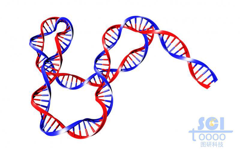 帶堿基對的DNA雙螺旋鏈