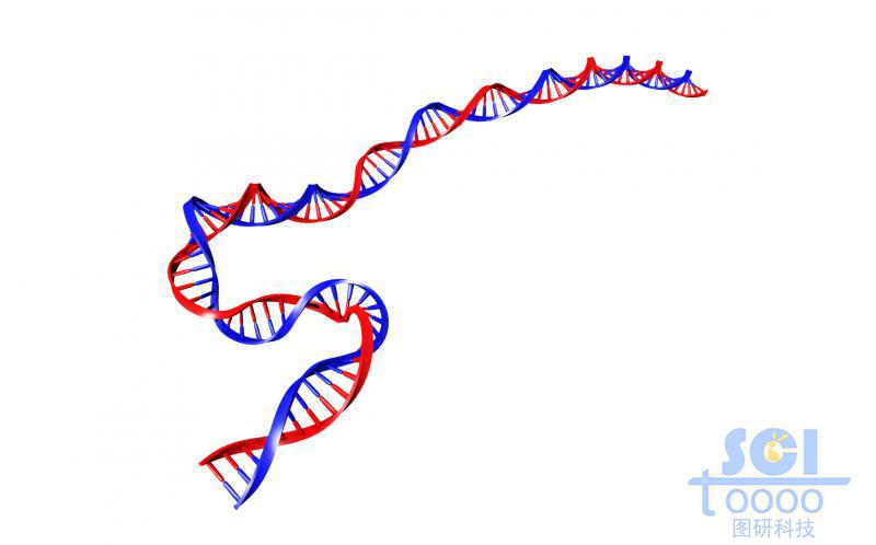 帶堿基對的DNA雙螺旋鏈
