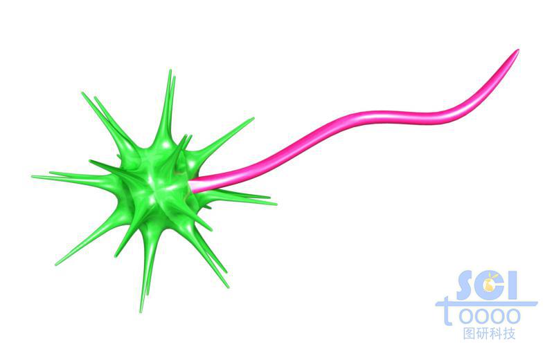與高分子鏈段結(jié)合的金納米星