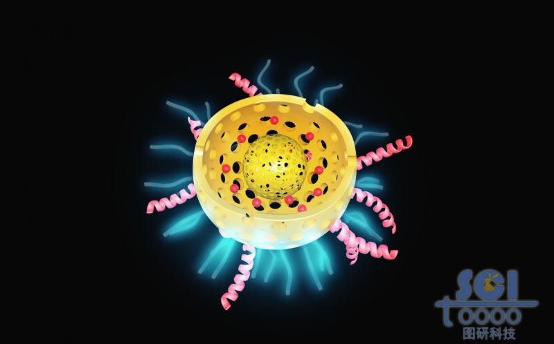 帶二分之一切口的雙層介孔球/硅球/納米顆?？椎纼?nèi)含藥物DOX外修飾肽鏈/星形結(jié)構(gòu)分子