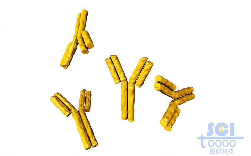 抗體結(jié)構(gòu)