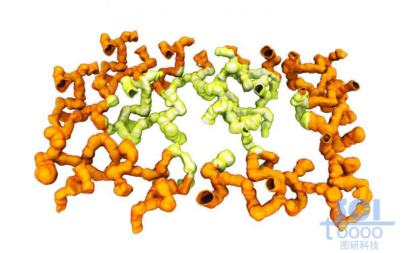 珊瑚狀高分子聚合物形成的網(wǎng)狀結(jié)構(gòu)