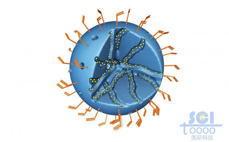 內(nèi)部呈隧道莊多孔的實心球外部和表面均修飾高分子結(jié)構(gòu)