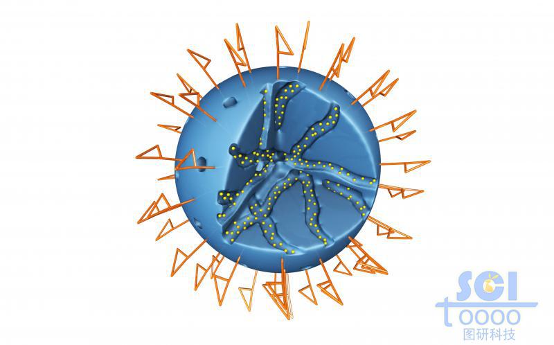 內(nèi)部呈隧道莊多孔的實心球外部和表面均修飾高分子結(jié)構(gòu)