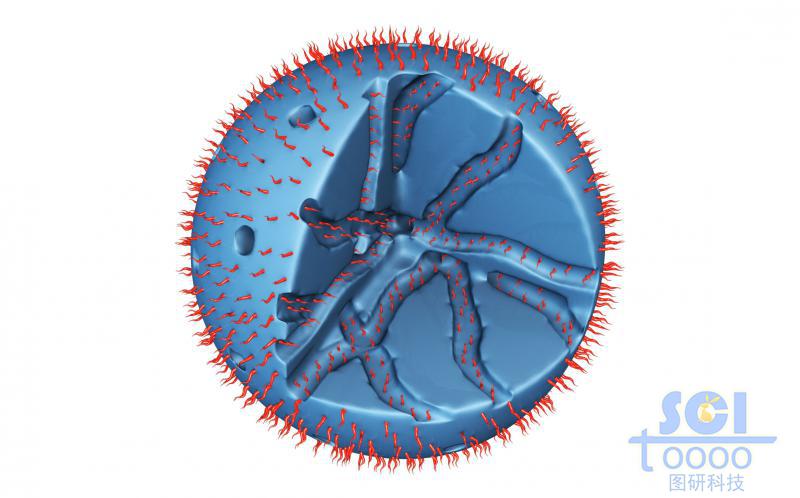 內(nèi)部呈隧道莊多孔的實心球外部和表面均修飾高分子結(jié)構(gòu)