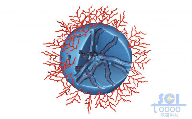 內(nèi)部呈隧道莊多孔的實心球外部和表面均修飾高分子結(jié)構(gòu)