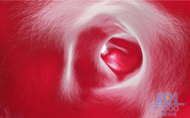 血管內(nèi)腔結(jié)構(gòu)