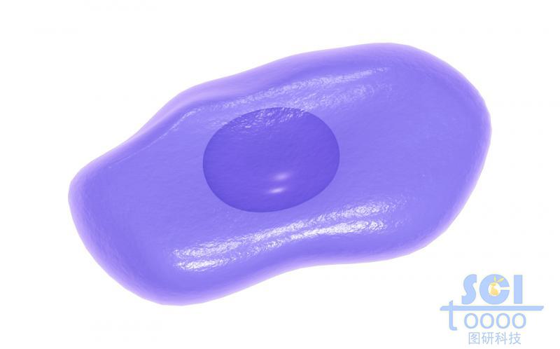 帶細胞核的細胞單體