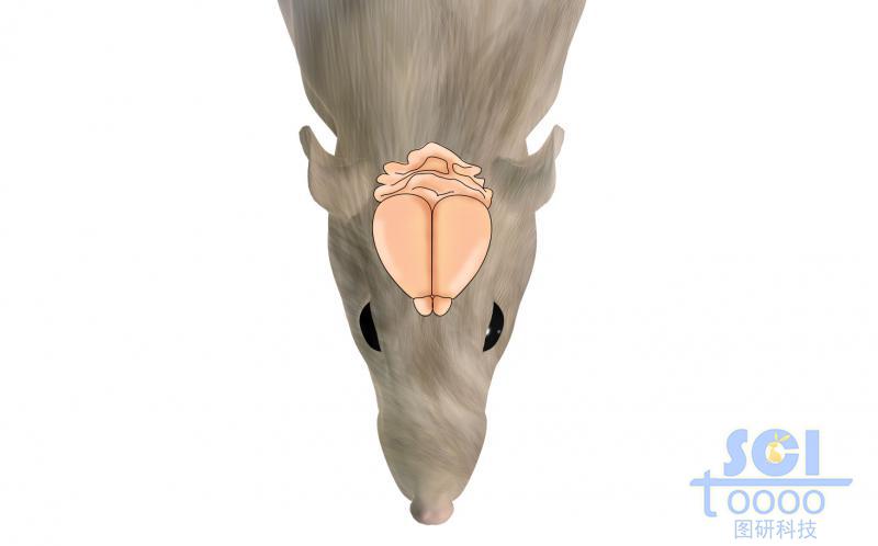 老鼠及大腦結(jié)構(gòu)