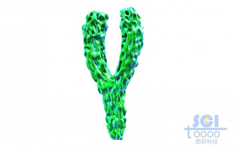 抗體結(jié)構(gòu)