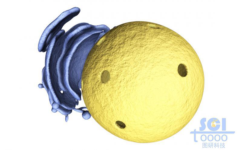 細胞核與內(nèi)質(zhì)網(wǎng)