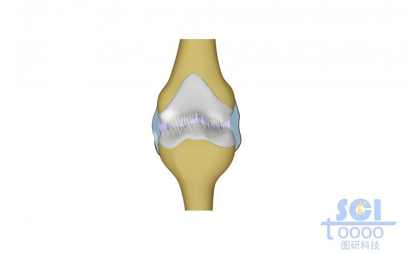膝關節(jié)及軟骨