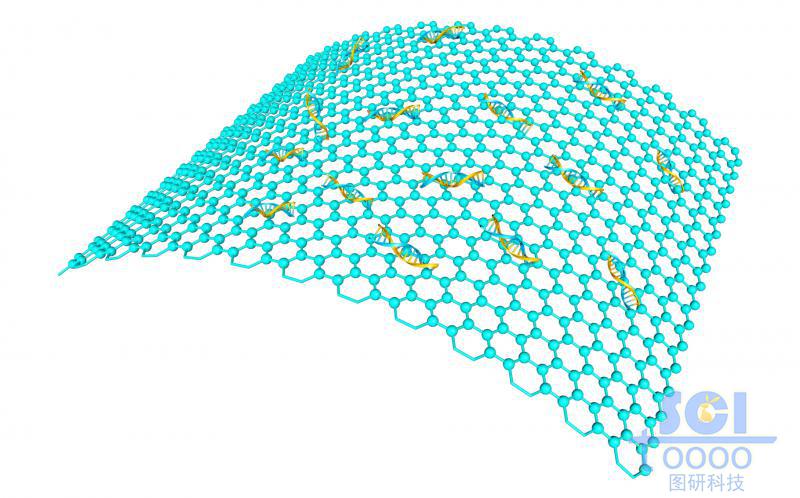 起伏的石墨烯表面帶DNA