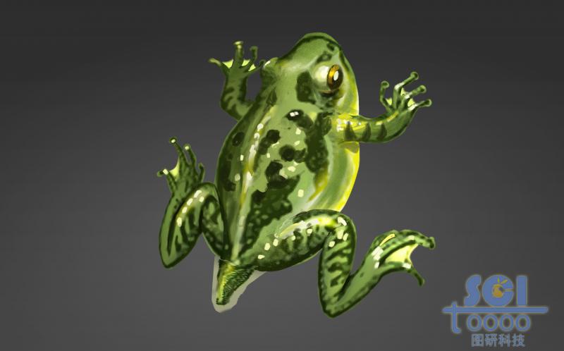 進(jìn)化過(guò)程中的青蛙